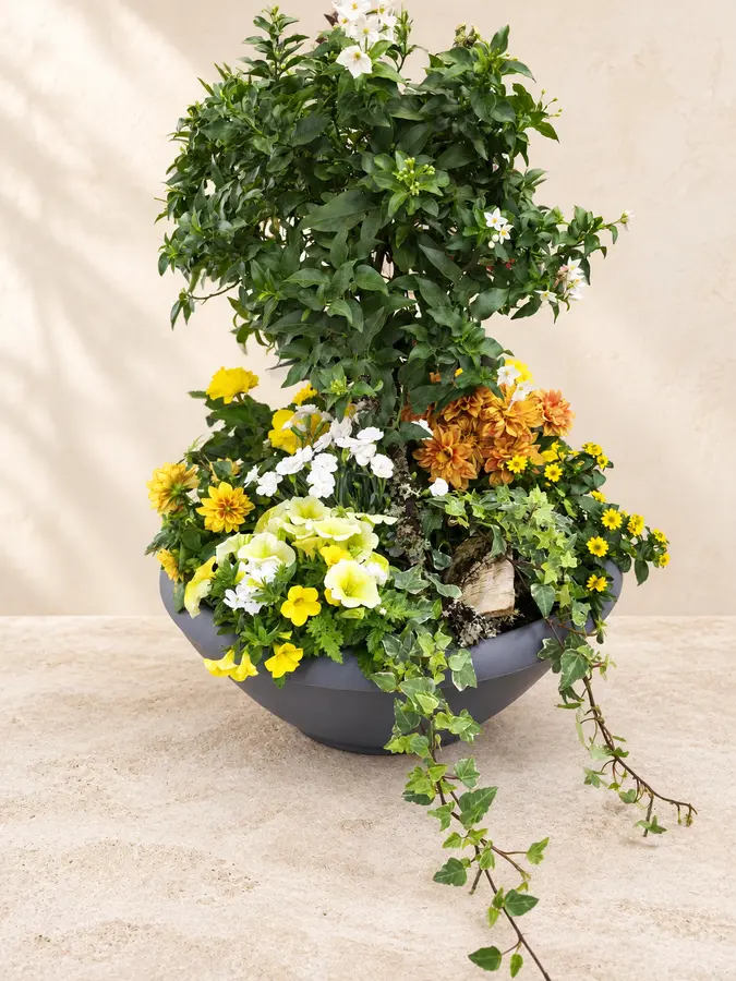 Üppige Pflanzschale mit gelben, weißen und bronzefarbenen Blüten und Efeu